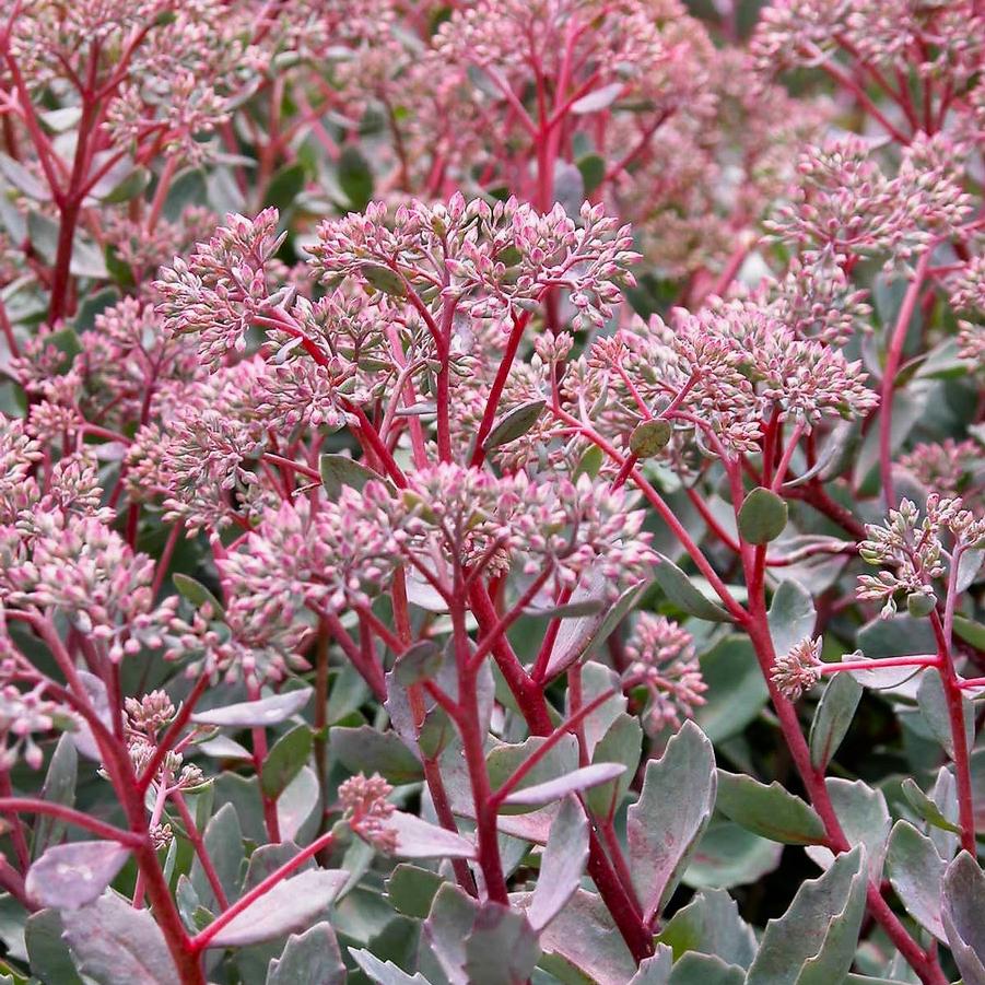 Sedum 'Vera Jameson' - Stonecrop from Babikow Wholesale Nursery