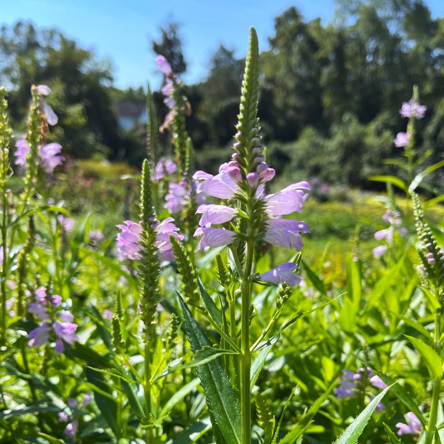 Physostegia virginiana - Obedient Plant from Babikow Wholesale Nursery