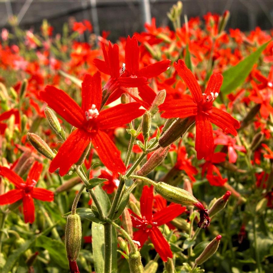 Silene virginica - Fire Pink from Babikow Wholesale Nursery