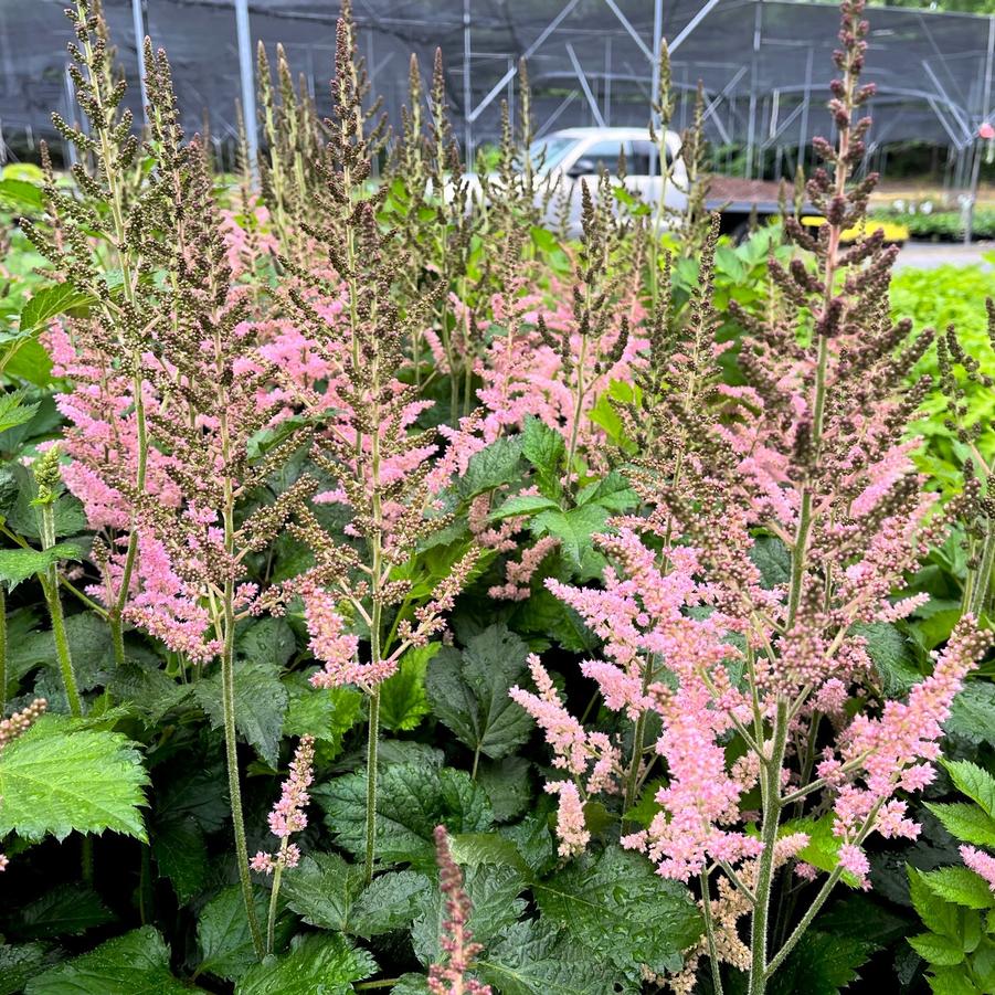 Astilbe chi. Vision in Pink