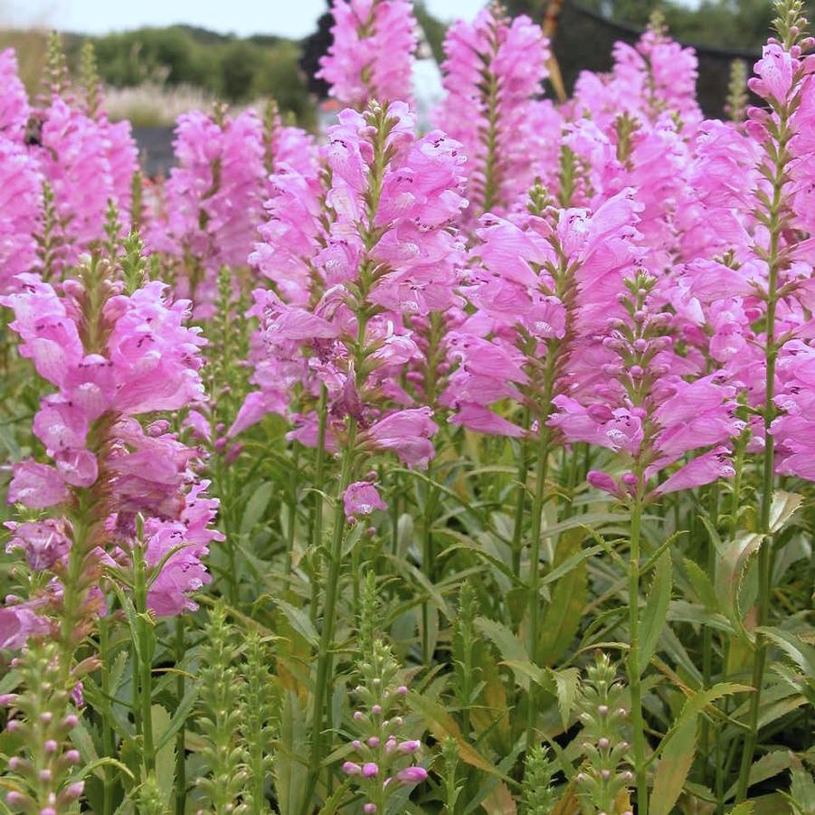 Physostegia 'Vivid' - Obedient Plant from Babikow Wholesale Nursery