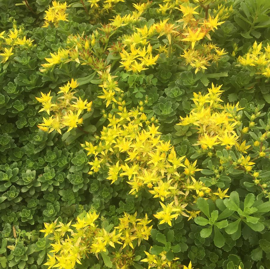 Sedum flo. 'Weihenstephaner Gold' - Stonecrop from Babikow Wholesale Nursery