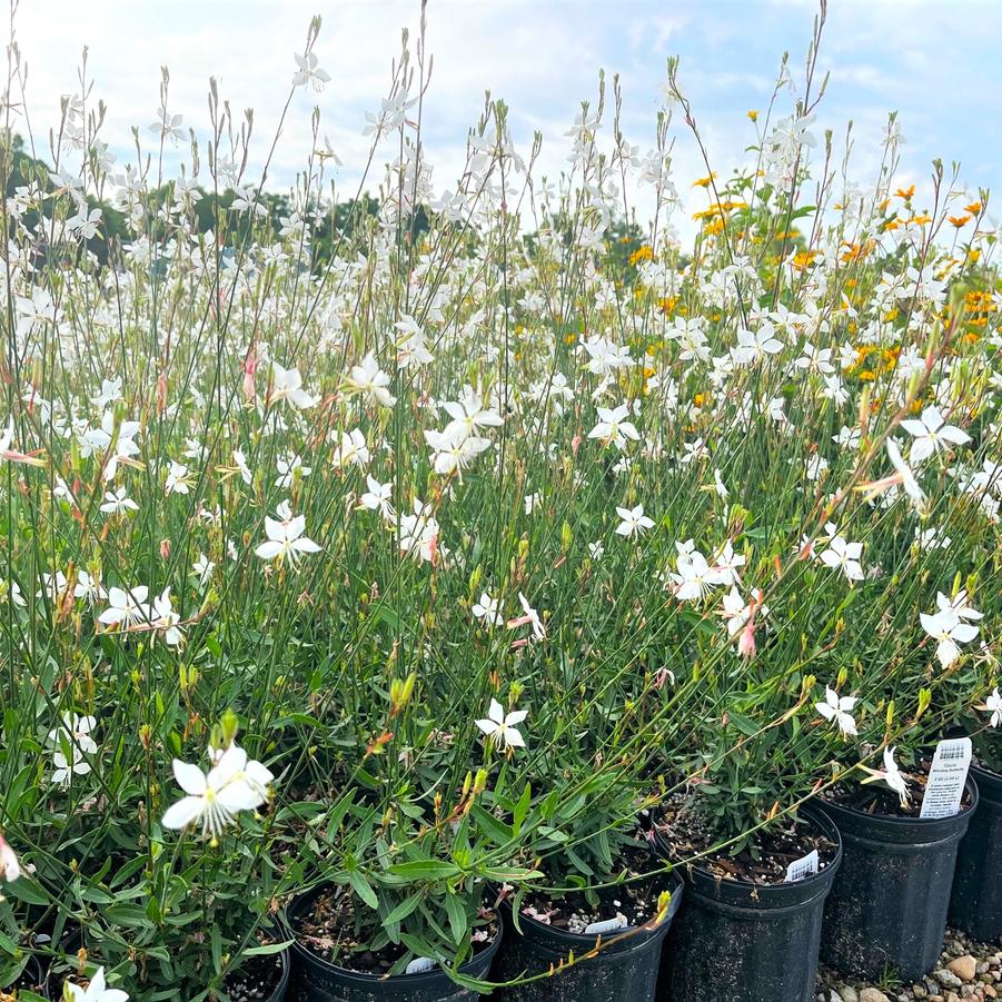 Gaura 'Whirling Butterfly' - Gaura from Babikow Wholesale Nursery