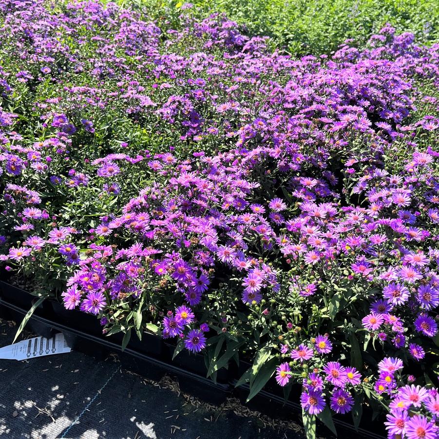 Aster 'Woods Purple' - from Babikow Wholesale Nursery