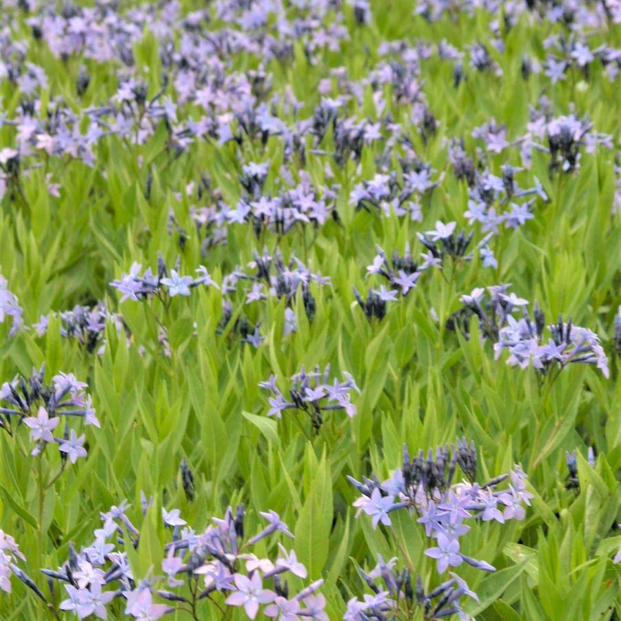 Amsonia tab. 'Blue Ice' - Bluestar from Babikow Wholesale Nursery
