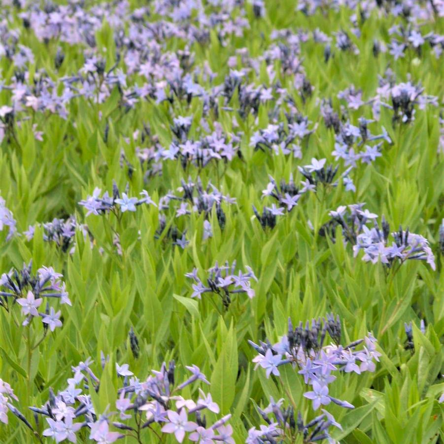 Amsonia tab. 'Blue Ice' - Bluestar from Babikow Wholesale Nursery