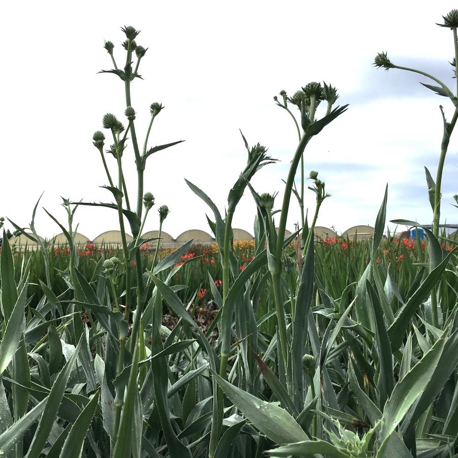 Eryngium yuccifolium - Rattlesnake Master from Babikow Wholesale Nursery