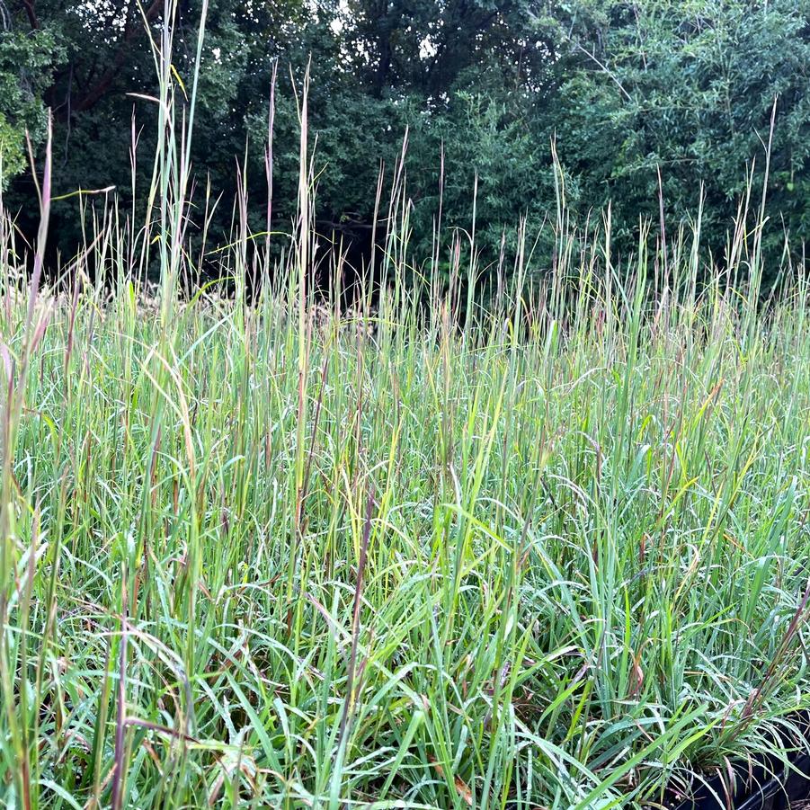 Andropogon virginicus - Broom Sedge from Babikow Wholesale Nursery