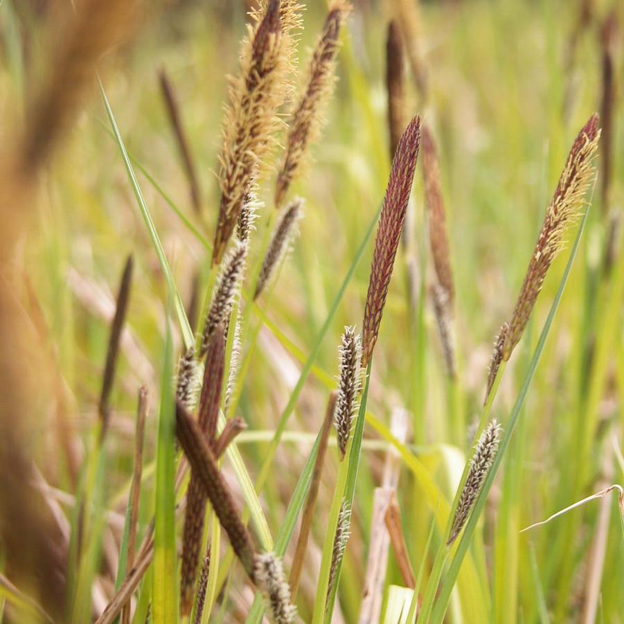 Carex elata 'Bowles Golden' - Bowles Golden Sedge from Babikow Wholesale Nursery