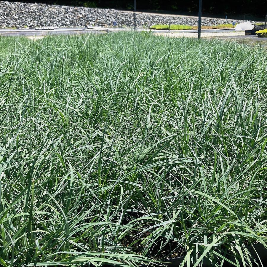 Carex fla. 'Blue Zinger' - from Babikow Wholesale Nursery