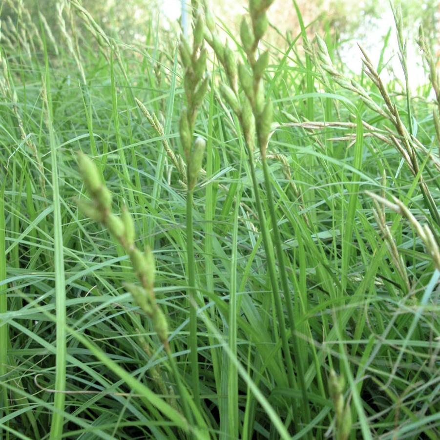 Carex muskingumensis - Palm Sedge from Babikow Wholesale Nursery