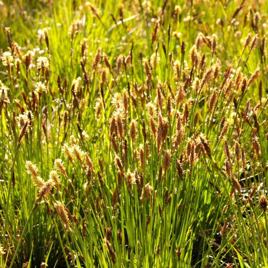 Carex pennsylvanica 