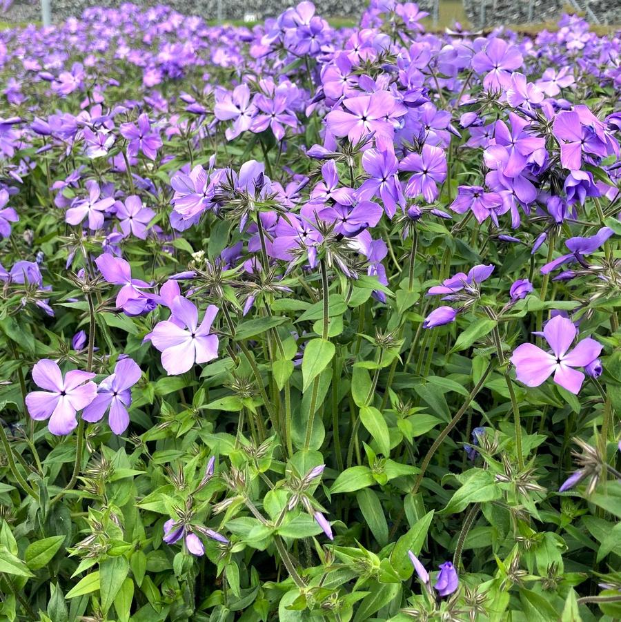 Phlox div. 'Blue Moon' - Woodland Phlox from Babikow Wholesale Nursery