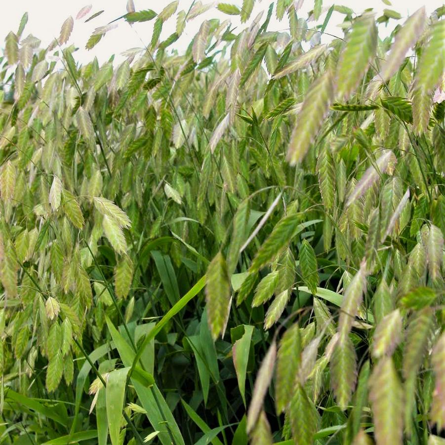 Chasmanthium latifolium - Northern Sea Oats from Babikow Wholesale Nursery