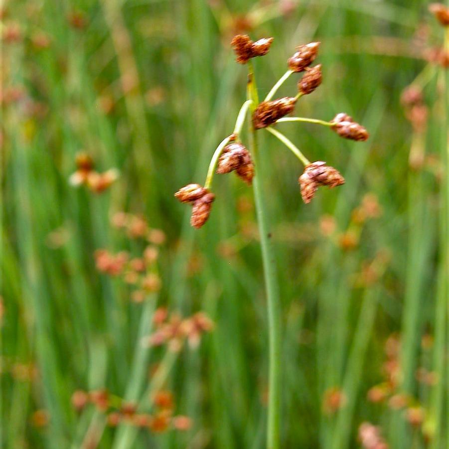 Juncus tenuis - Poverty Rush from Babikow Wholesale Nursery