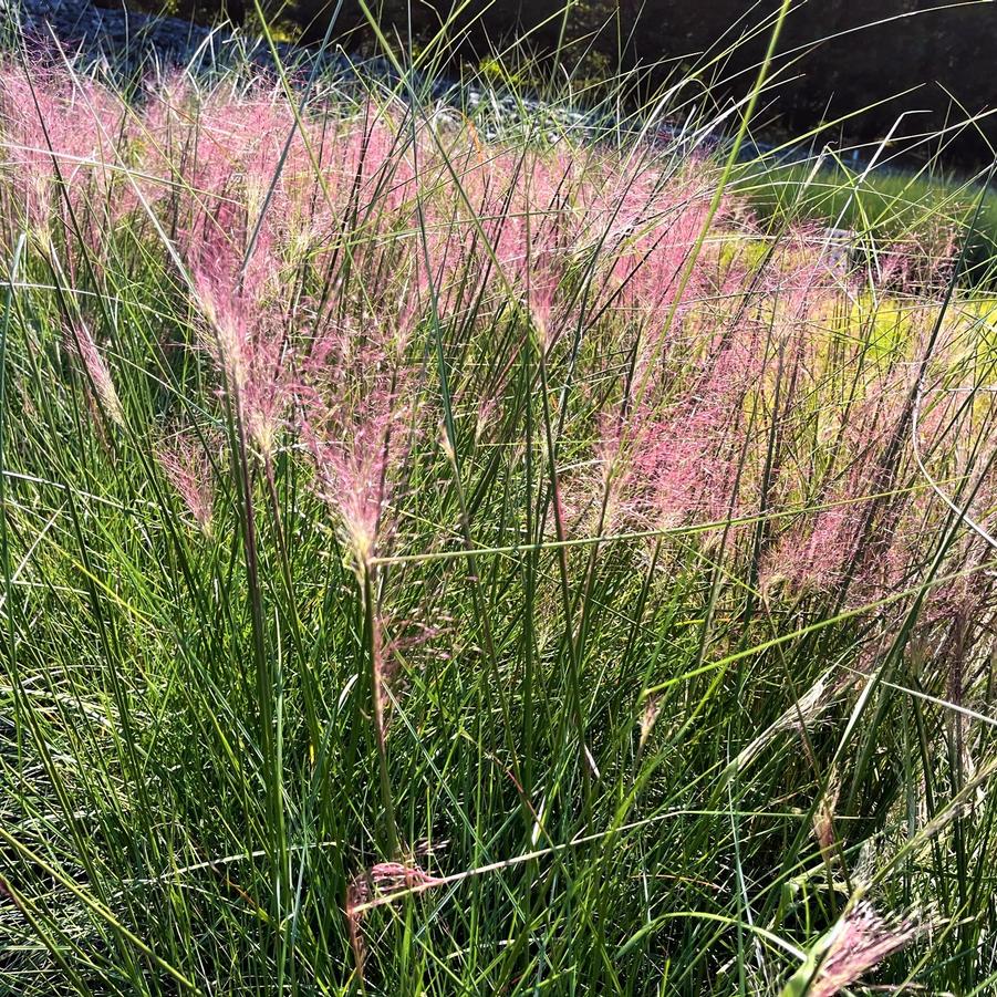 Muhlenbergia capillaris - Pink Muhly Grass from Babikow Wholesale Nursery