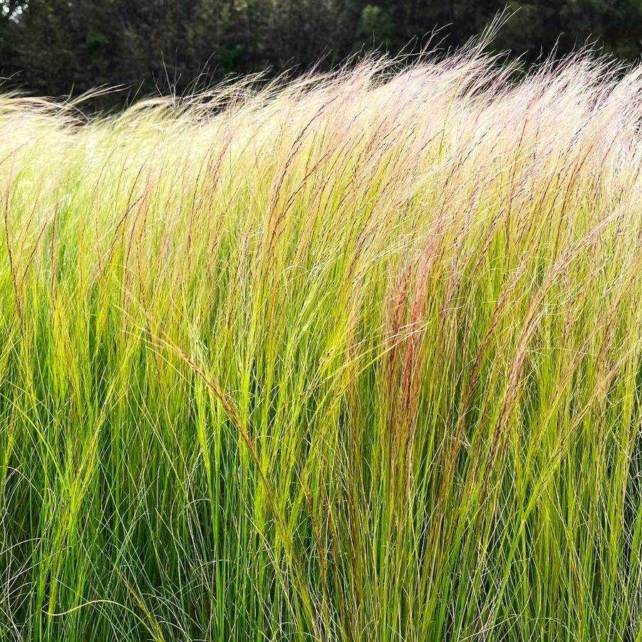 Nassella tenuissima - Feather grass from Babikow Wholesale Nursery