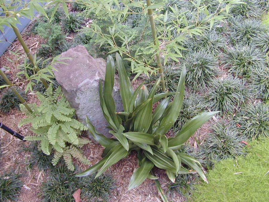 Ophiopogon japonicus 'Nana' - Dwarf Mondo Grass from Babikow Wholesale Nursery