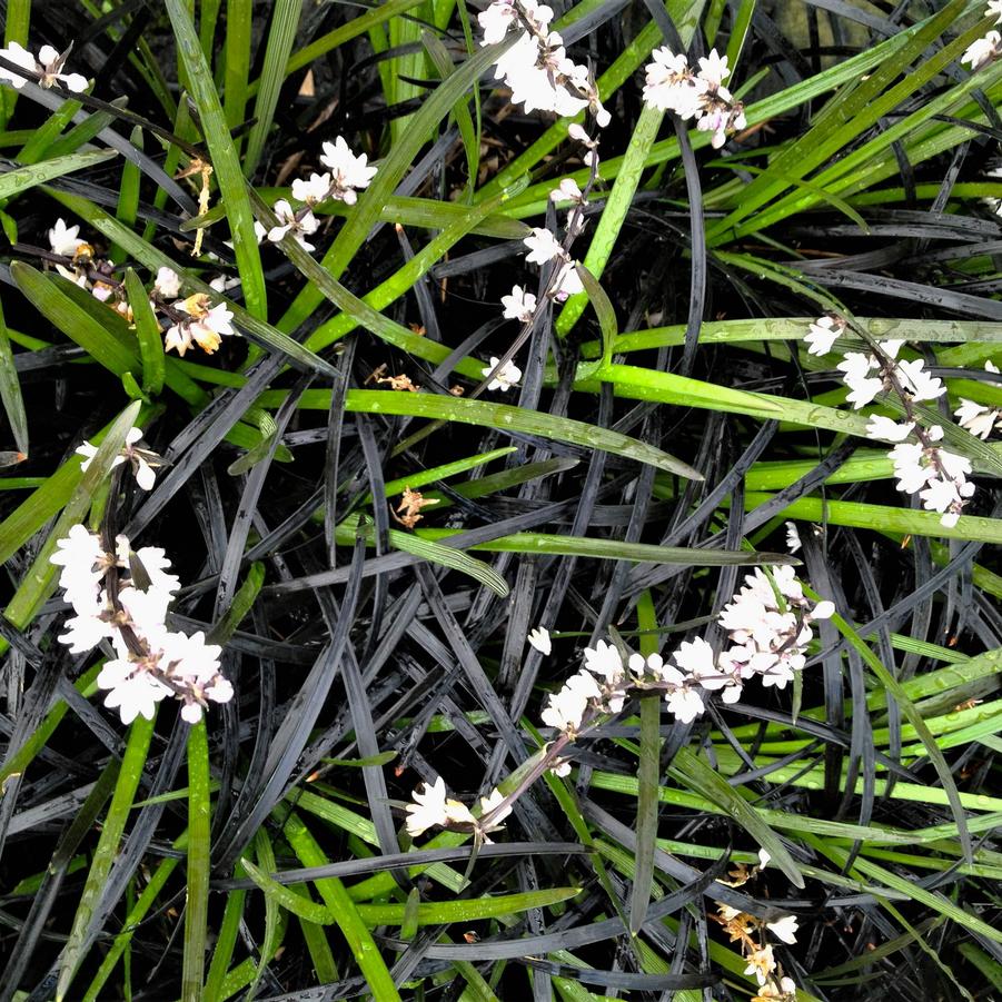 Ophiopogon 'Niger' - Black Mondo Grass from Babikow