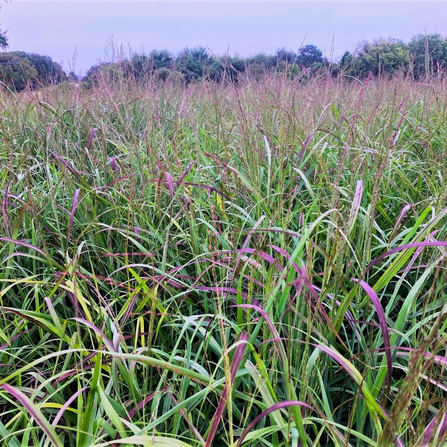 Panicum 'Shenandoah' - Switchgrass from Babikow Wholesale Nursery