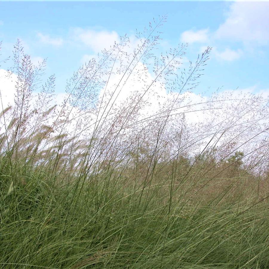 Sporobolus heterolepsis - Prairie dropseed from Babikow