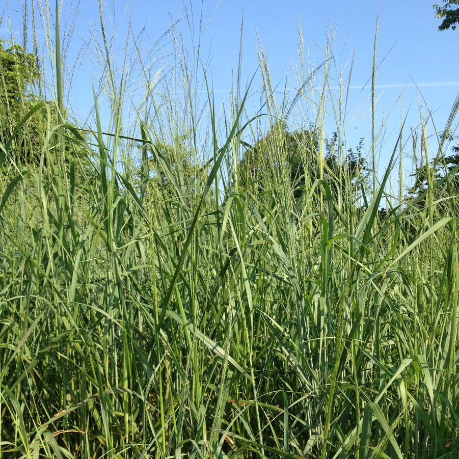 Andropogon gerardii - Big Bluestem from Babikow Wholesale Nursery