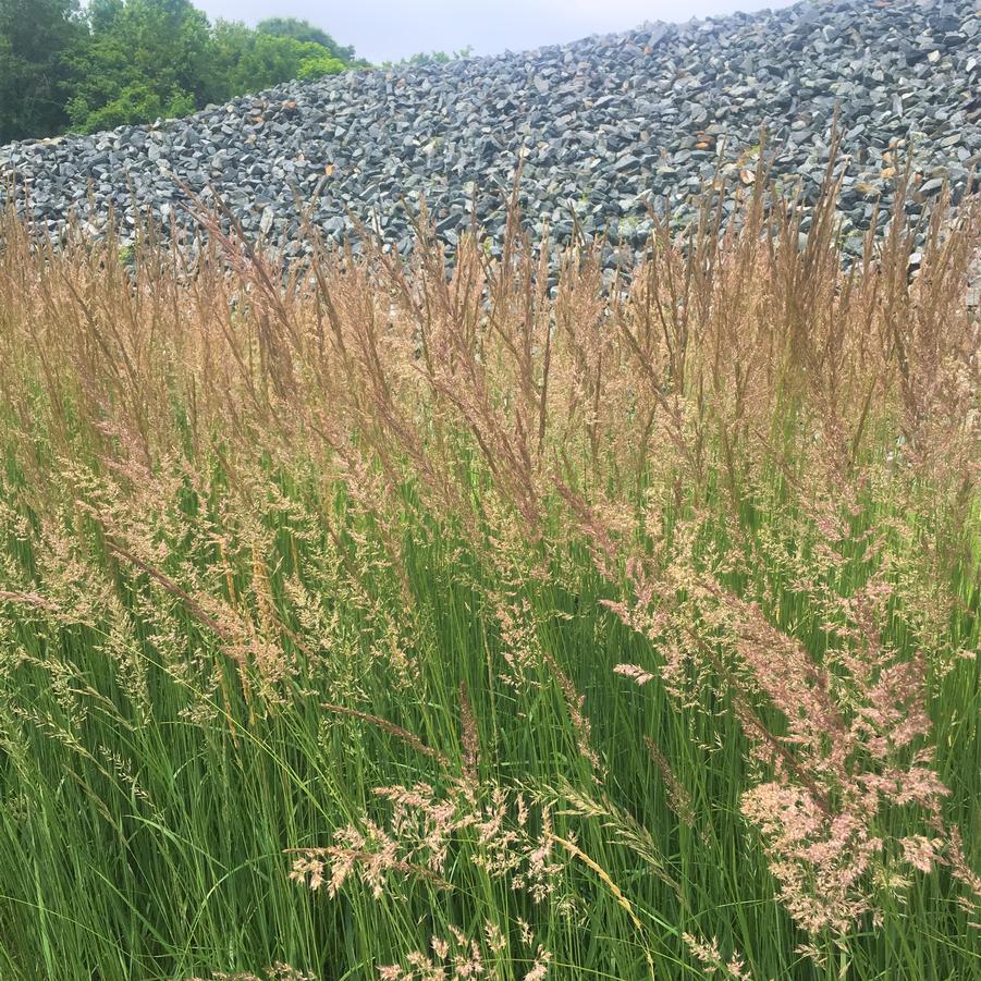 Calamagrostis acu. 'Karl Foerster' - Feather Reed Grass from Babikow Wholesale Nursery