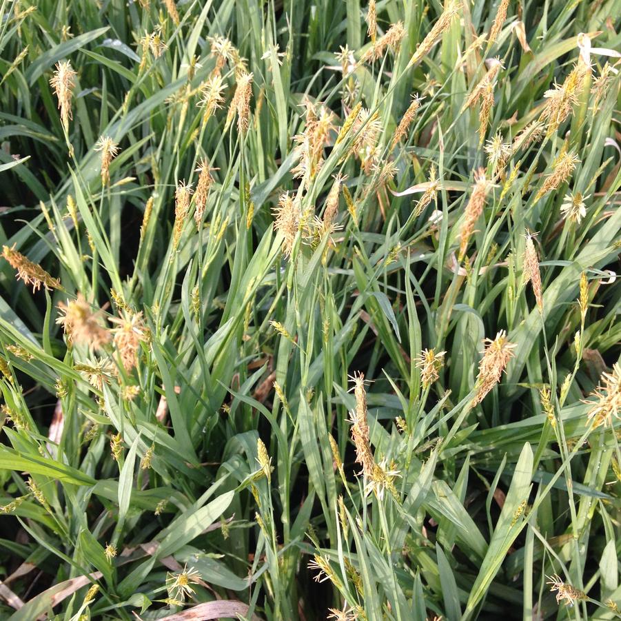 Carex laxiculmis - Creeping Sedge from Babikow Wholesale Nursery