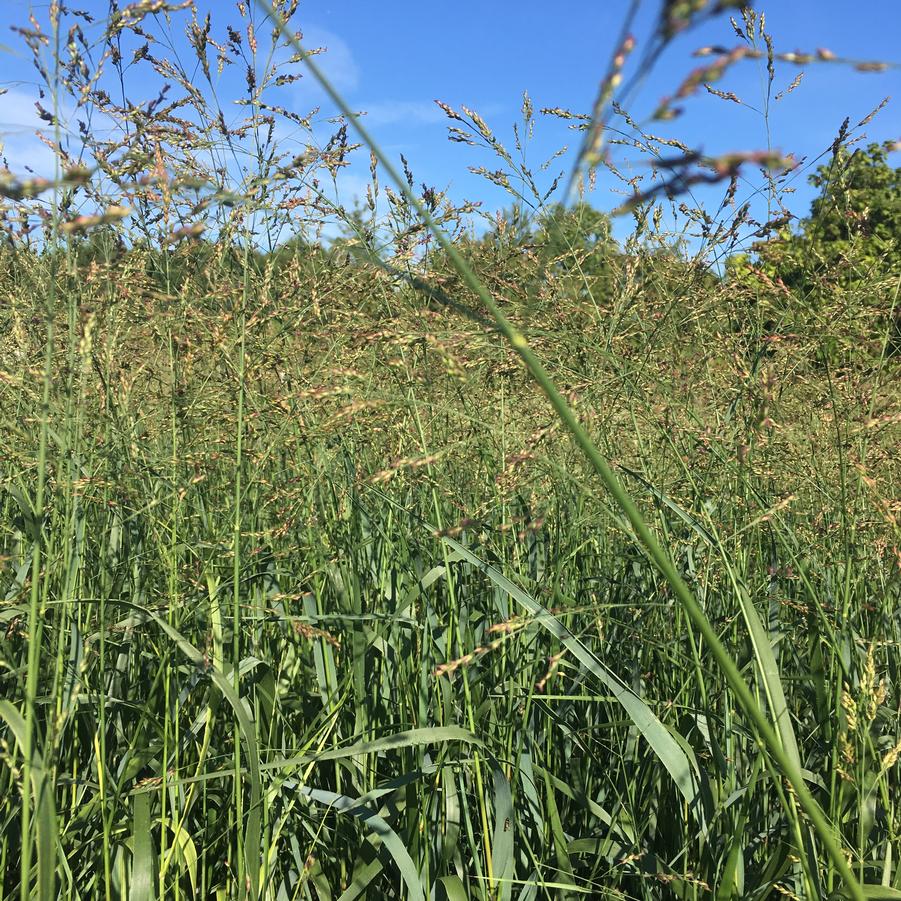 Panicum 'Cape Breeze' - Switchgrass from Babikow Wholesale Nursery