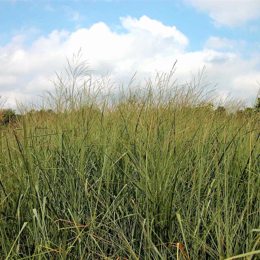 Panicum 'Cloud Nine' - Switch grass from Babikow Wholesale Nursery
