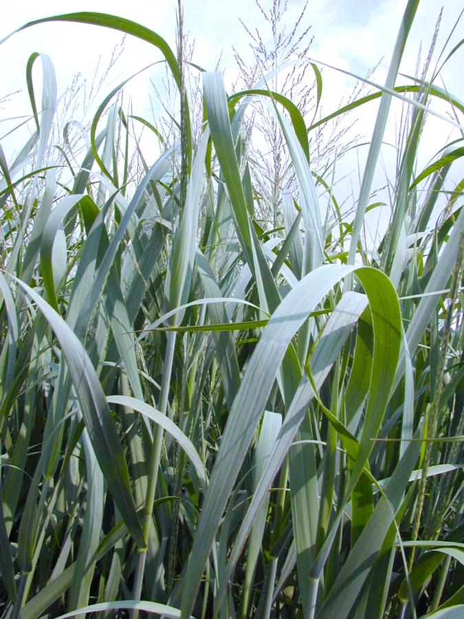 Panicum 'Dallas Blues' - Switch grass from Babikow Wholesale Nursery