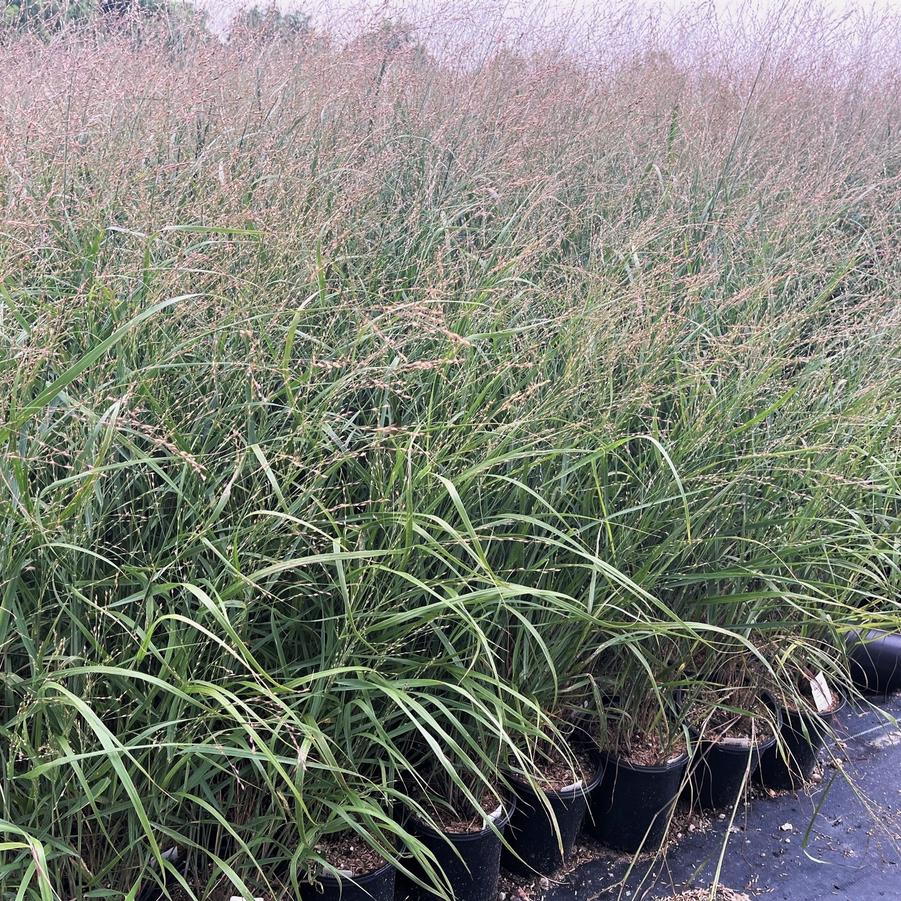 Panicum 'Heavy Metal' - Switch grass from Babikow Wholesale Nursery