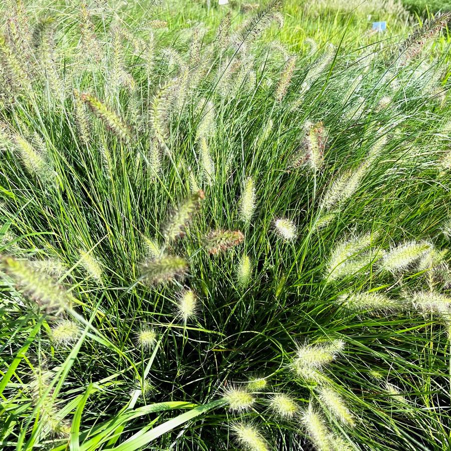 Pennisetum 'Cassian' - Dwarf Fountain Grass from Babikow Wholesale Nursery