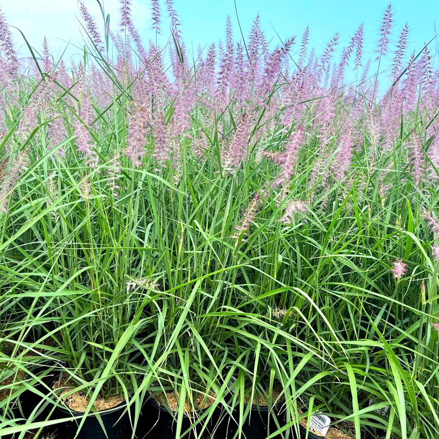 Pennisetum ori. 'Karley Rose' - Orientale Fountain Grass from Babikow Wholesale Nursery