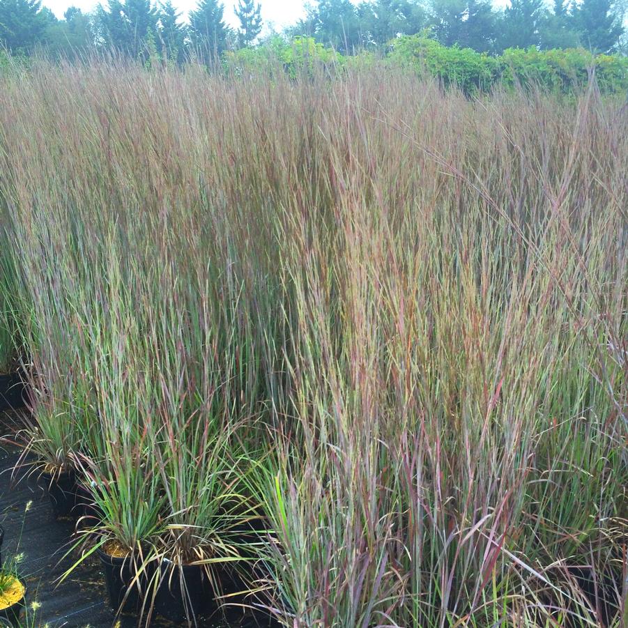 Schizachyrium 'Standing Ovation' - Little Bluestem from Babikow Wholesale Nursery