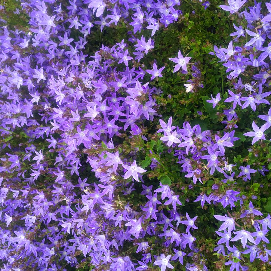 Campanula pos. 'Blue Waterfalls' - Serbirian Bellflower from Babikow Wholesale Nursery