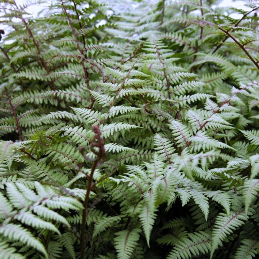 Athyrium x 'Ghost' - Ghost fern from Babikow Wholesale Nursery