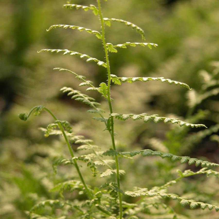 Dennstaedtia punctilobula - from Babikow Wholesale Nursery