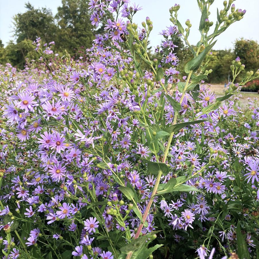 Aster lae. 'Bluebird' - Smooth Blue Aster from Babikow Wholesale Nursery