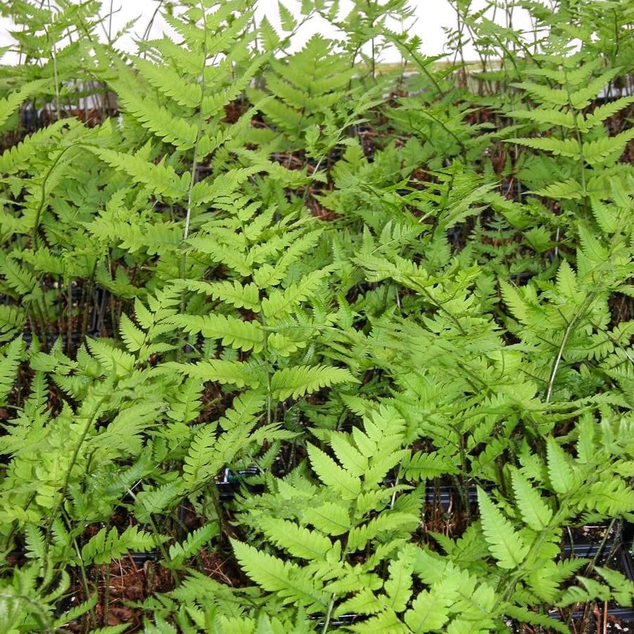 Dryopteris goldiana - Goldies fern from Babikow Wholesale Nursery