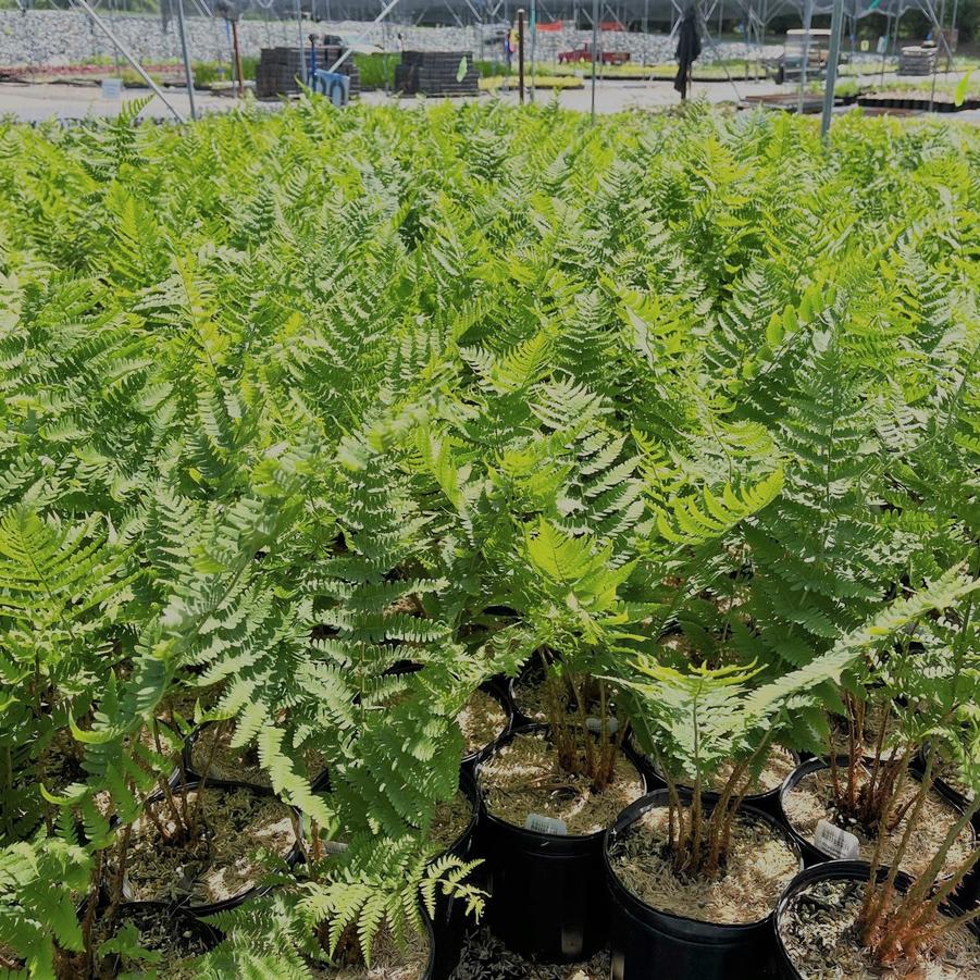 Dryopteris marginalis - Eastern Wood fern from Babikow Wholesale Nursery