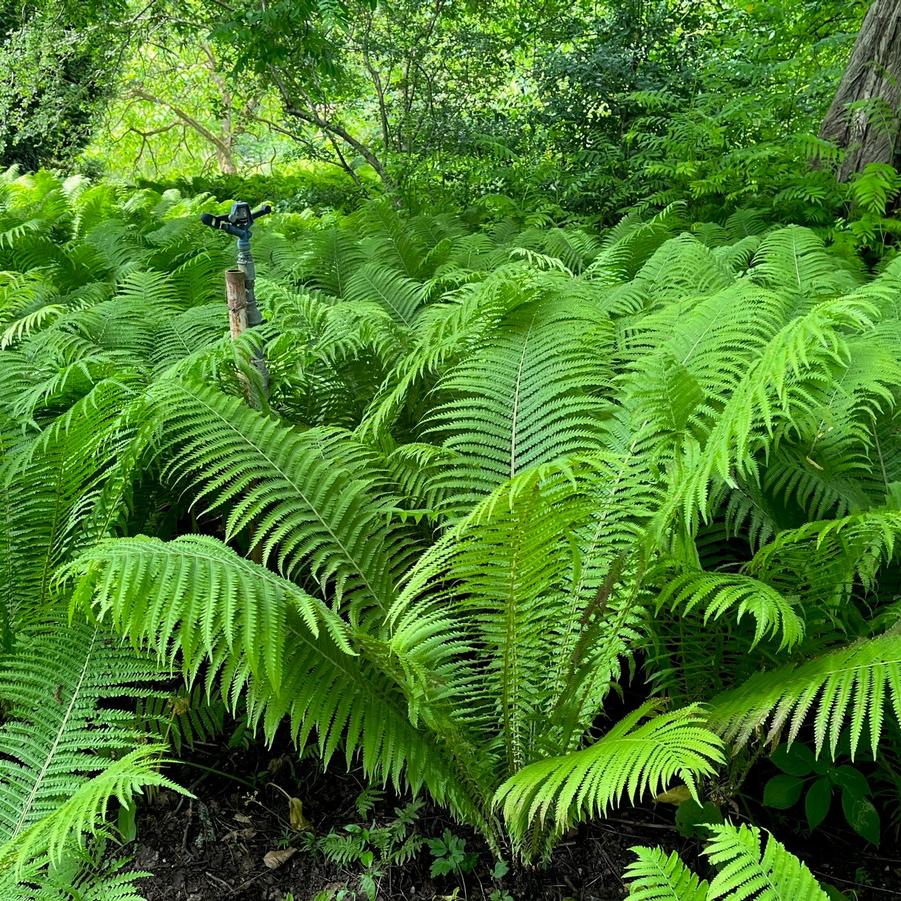 Matteuccia struthiopteris - Ostrich Fern from Babikow Wholesale Nursery