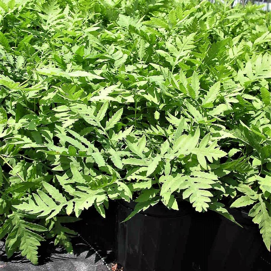 Onoclea sensibilis - Sensitive fern from Babikow Wholesale Nursery