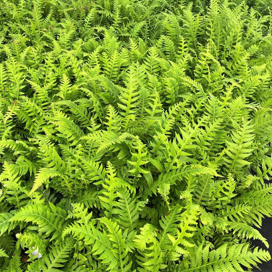 Thelypteris dec. pinnata - Beech fern from Babikow Wholesale Nursery