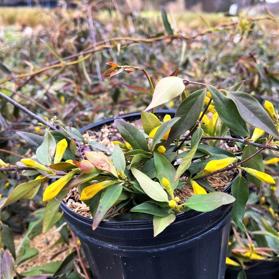 Gelsemium semp. 'Margarita' - Carolina Jessamine from Babikow Wholesale Nursery