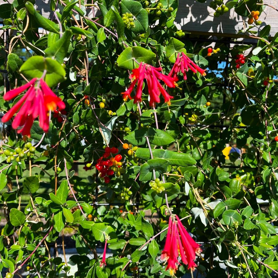 Lonicera sempervirens - Trumpet Vine from Babikow Wholesale Nursery