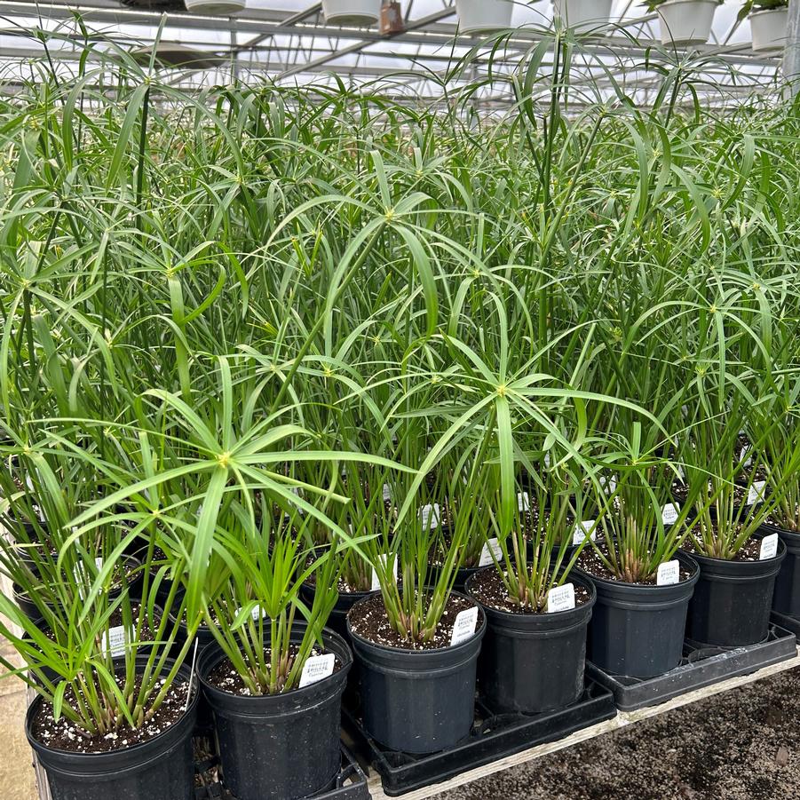 Cyperus alternifolius