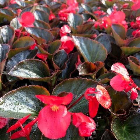 Begonia Big Big 'Red with Bronze Leaf' - Begonia from Babikow
