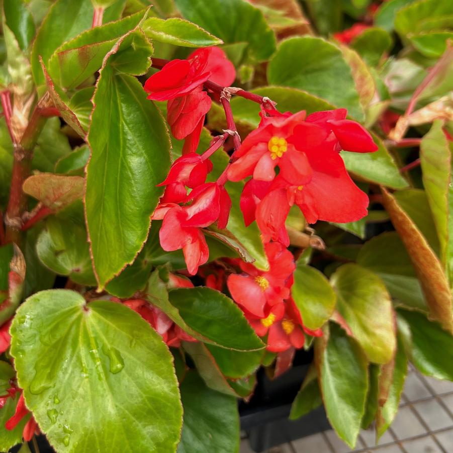 Begonia Dragon Wing 'Red' - Begonia from Babikow Wholesale Nursery