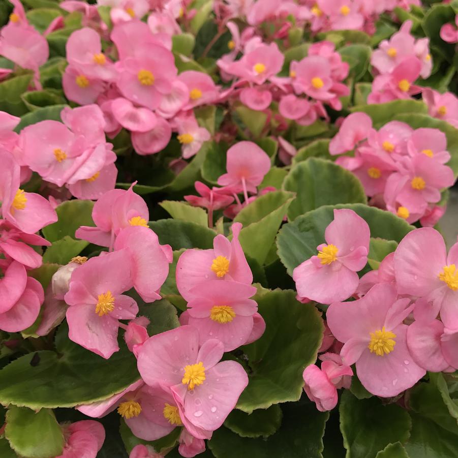 Begonia Super Olympia Pink